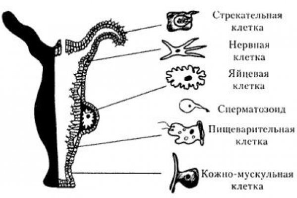 Кракен омг мега