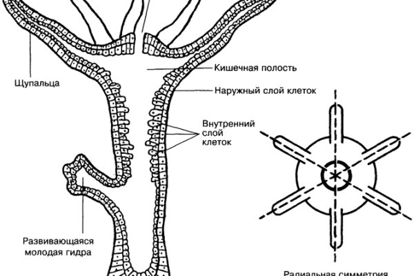 Кракен войти